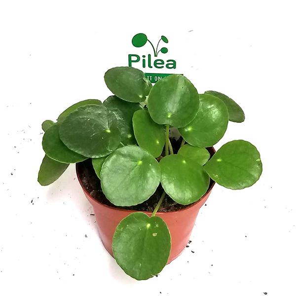 Pilea Peperomoides - 4in