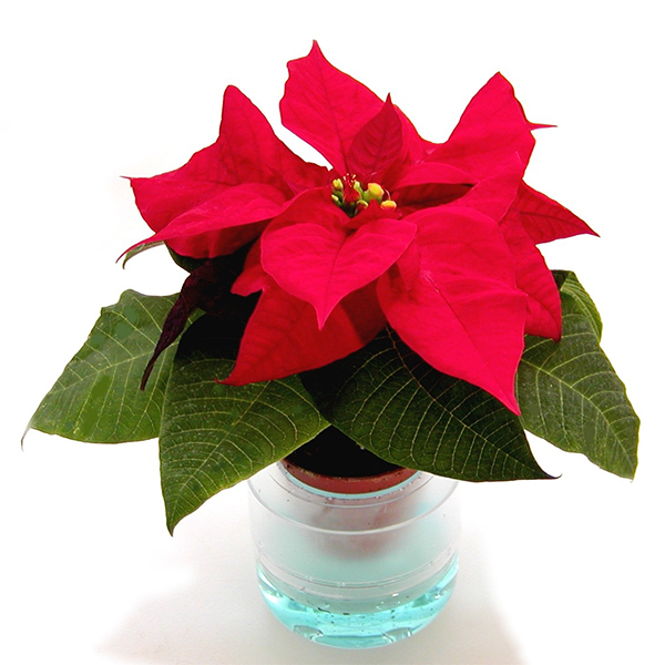  Poinsettia in Watership - 2in