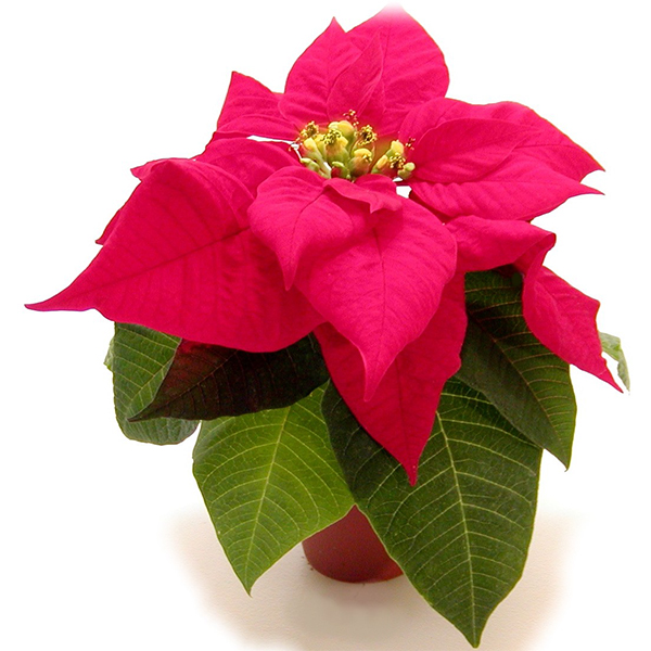  Poinsettia Mini Red - 2in