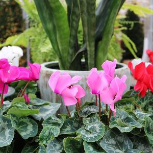 Cyclamen - 4.5 in