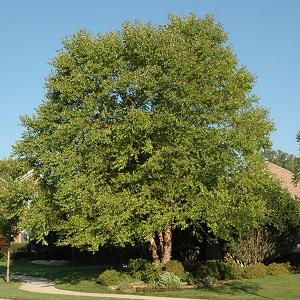 Clump River Birch, Heritage--7 gallon