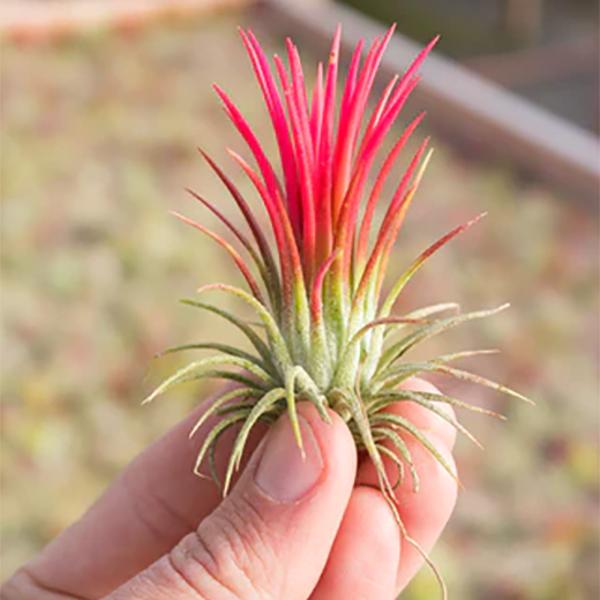 Air Plant Ionantha Fuego