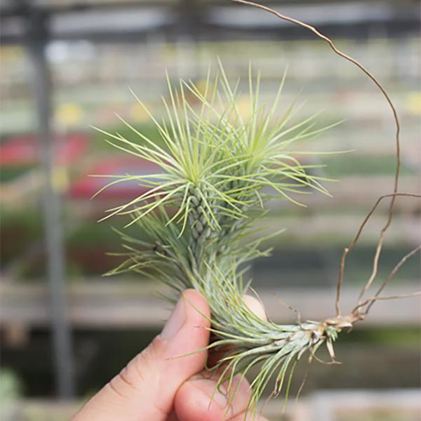 Air Plant Funckiana - 3-4in