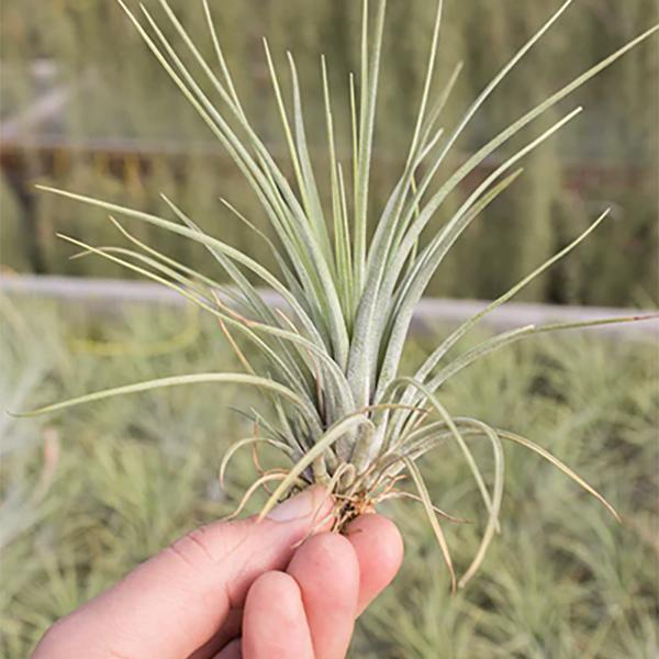 Air Plant Hammeri