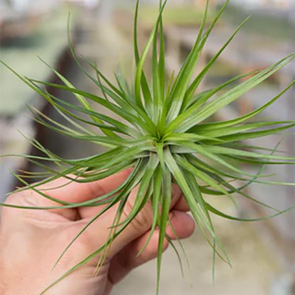 Air Plant Tenuifolia Emerald Forest