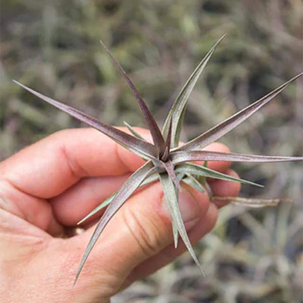 Air Plant Jonesii