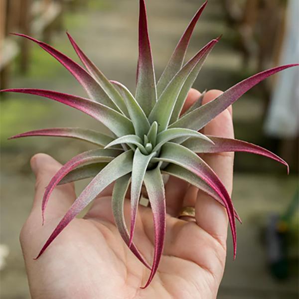 Air Plant Harrisii Burgundi (Enhanced)