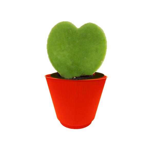 Hoya Heart In Deco Pot - 2.5in