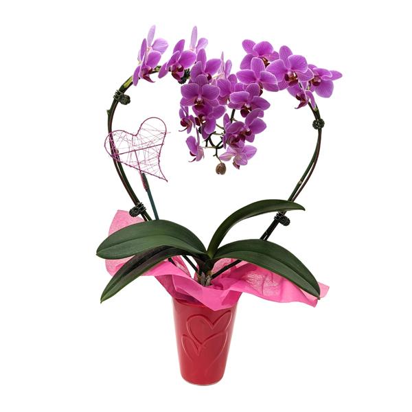 Orchid Heart Shaped In Ceramic Pot - 3.5in