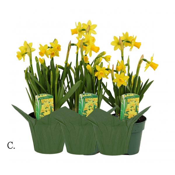   Daffodil - 4in