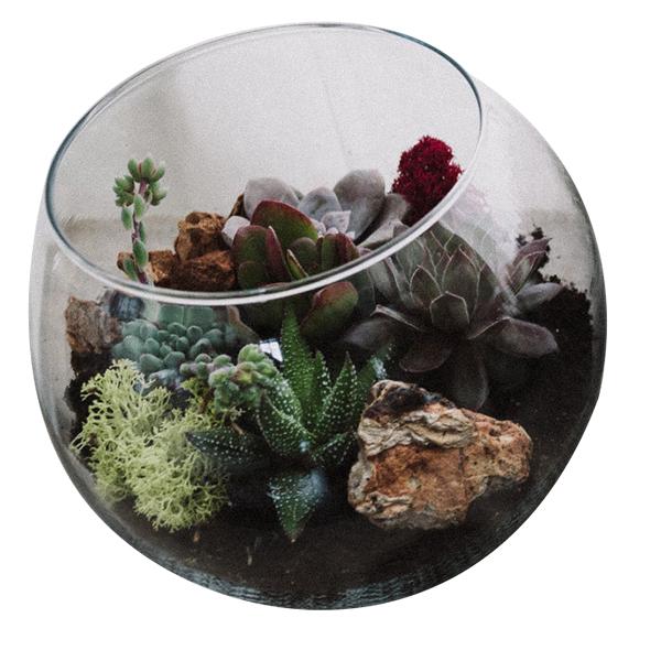 Succulent Terrarium Large Round - 