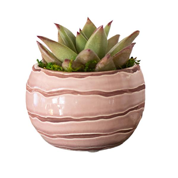 Succulents In Rippled Wave Ceramic Pot - 3in