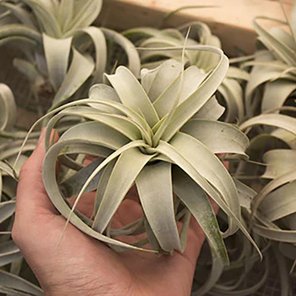 Tillandsia Xerographica Mini