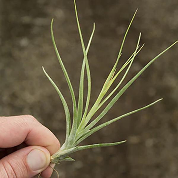 Air Plant Schiendeana - Small