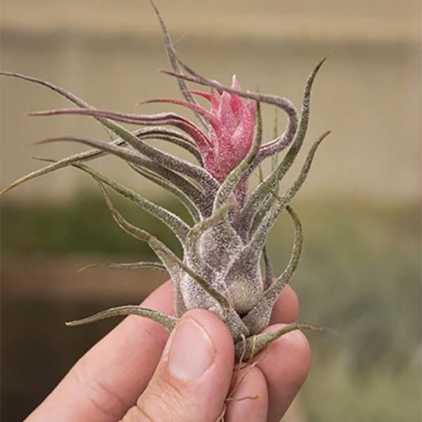 Air Plant Pruinosa Guatemala - Large