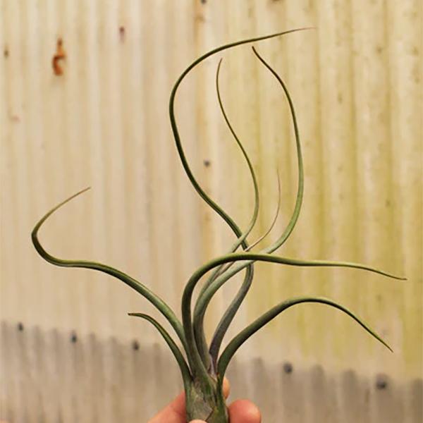 Tillandsia Baileyi Large Pseudo