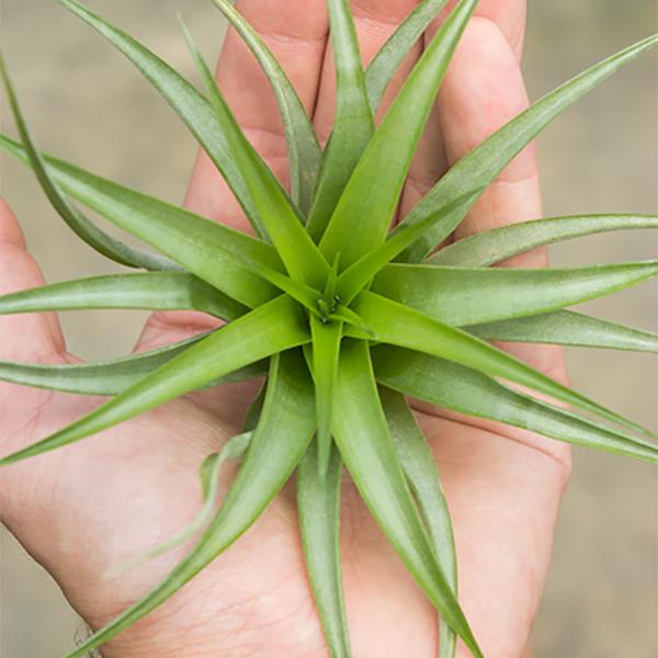 Tillandsia Brachycaulos Medium