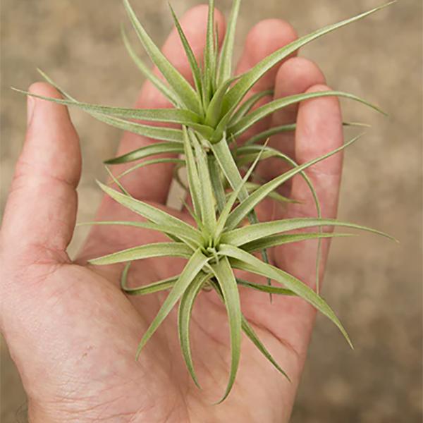 Tillandsia Bergeri Small Tall - 3-4in