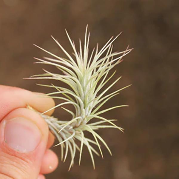 Air Plant Funckiana - 1-2in
