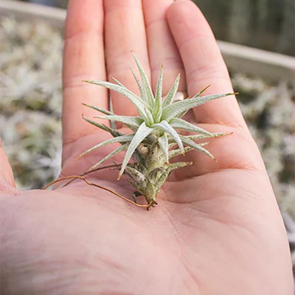 Tillandsia Ionantha Vanhyning Small