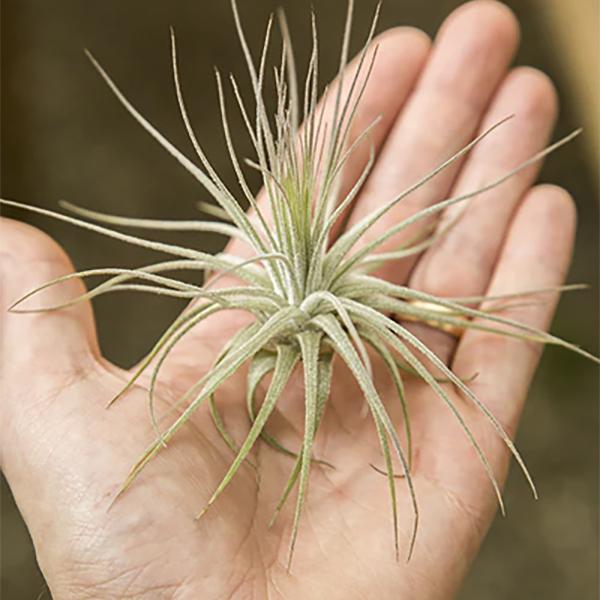 Tillandsia Magnusiana - 3-4in