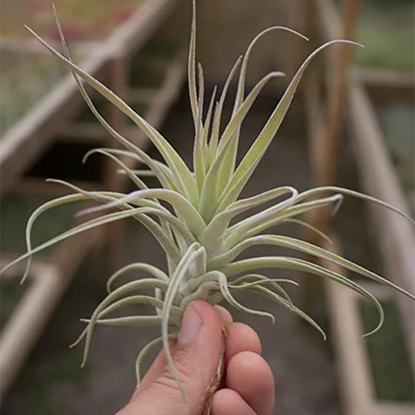 Tillandsia Aeranthos Leonamiana