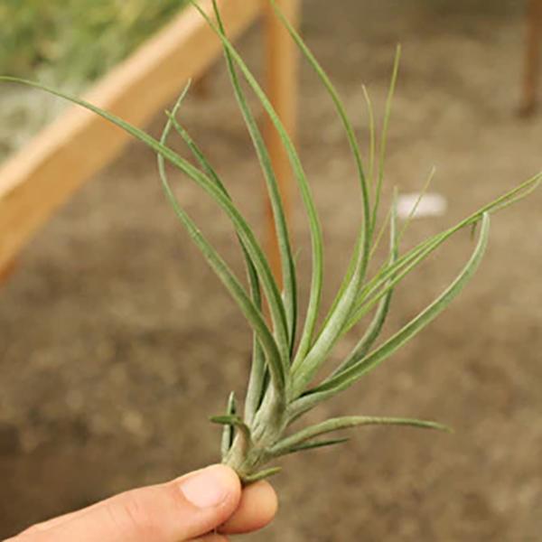 Air Plant Schiedeana Baileyi