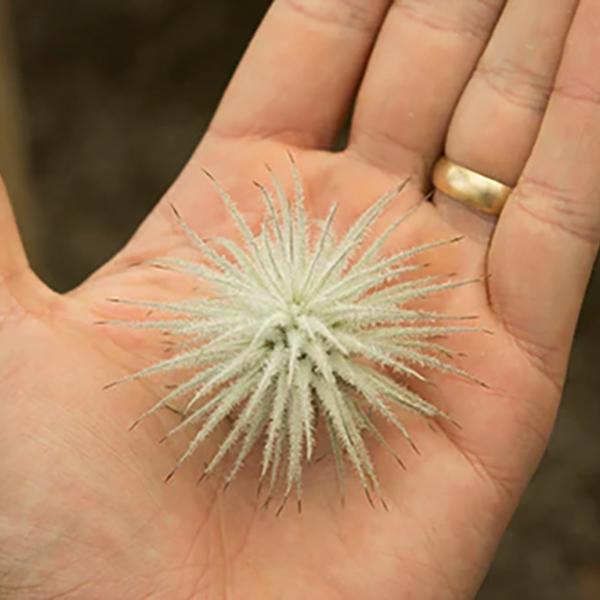 Tillandsia Tectorum Paleacea