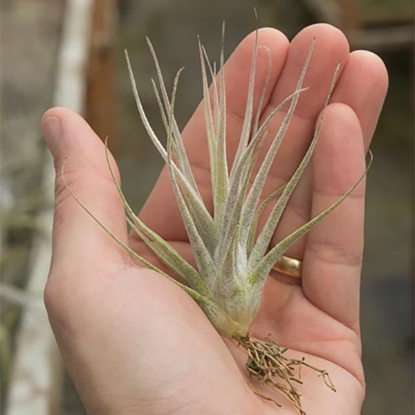 Tillandsia Elhersiana - 4in