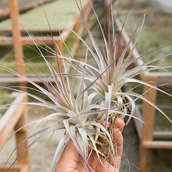 Air Plant Gardeneri - 4-5in