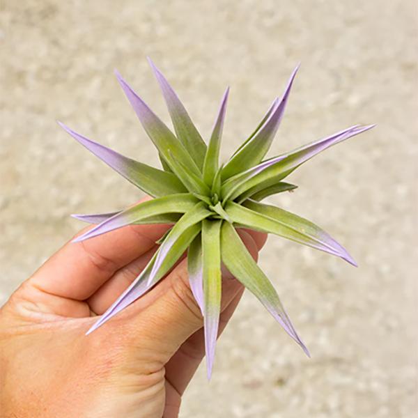 Tillandsia Veluntina Yellow Enhanced - 4in