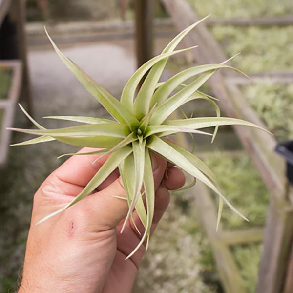 Tillandsia Capitata Guzman - 3-4in