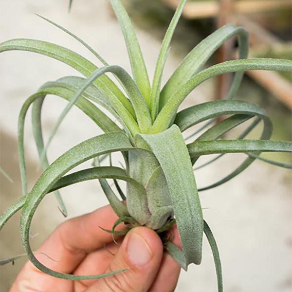 Tillandsia Sidewinder - 5-6in