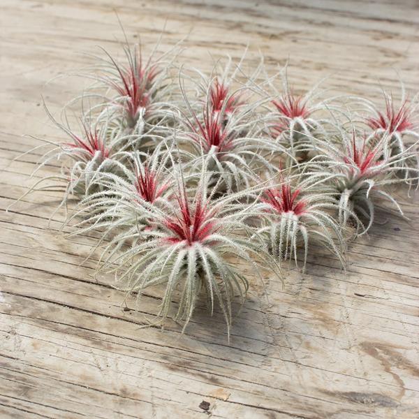 Tillandsia Peppermint - 3in