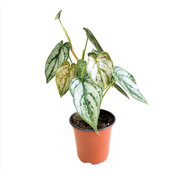 Philodendron Brandtianum - 4in