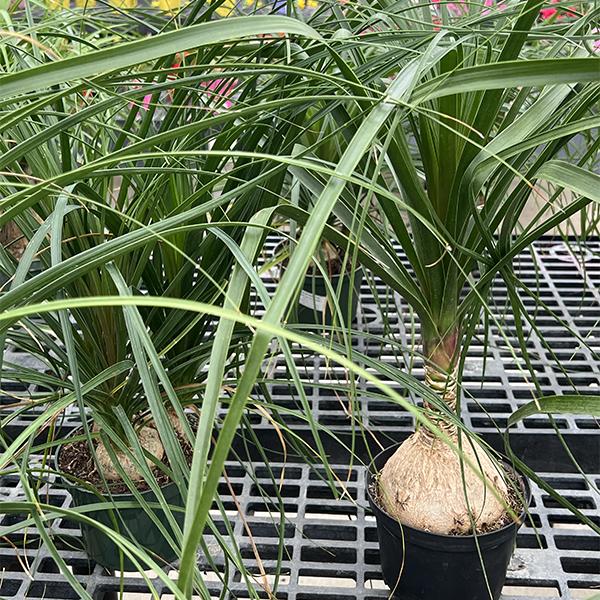 Ponytail Palm - 6in