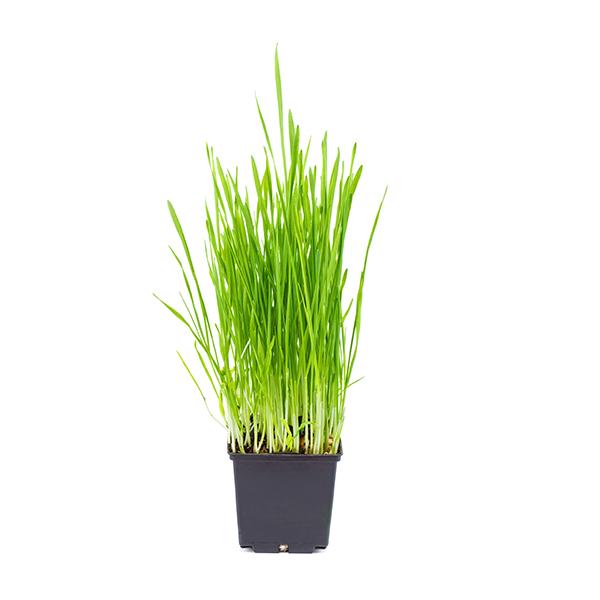 Organic Wheat Grass - 4.5in