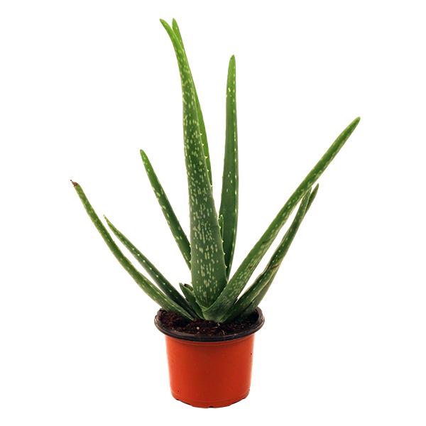 Aloe Vera - 4in