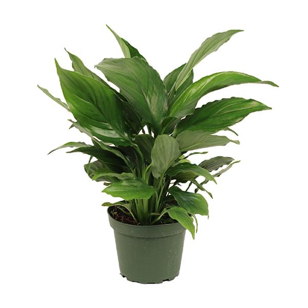 Peace Lily Spathiphyllum - 4in