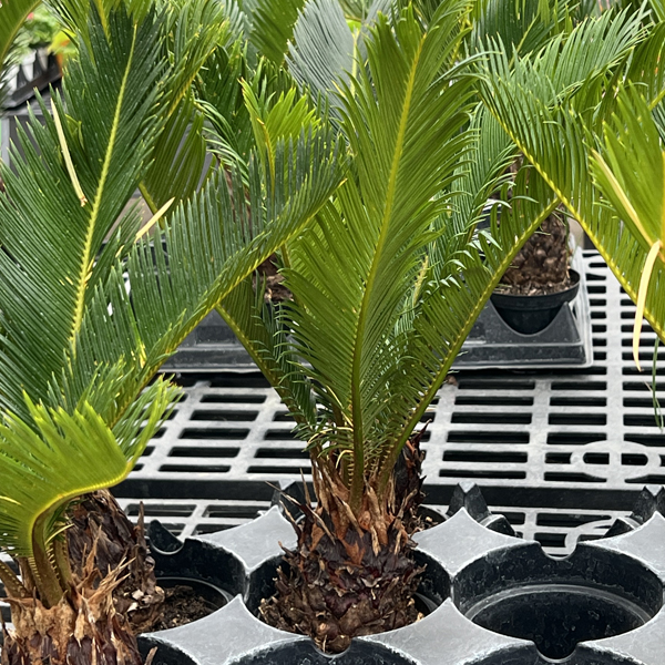 Sago Palm - 4in