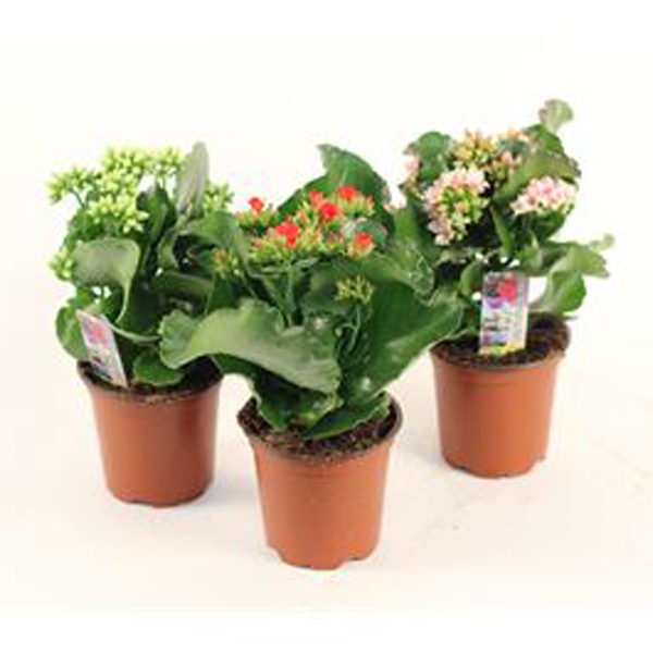 Kalanchoe Premium - 4in