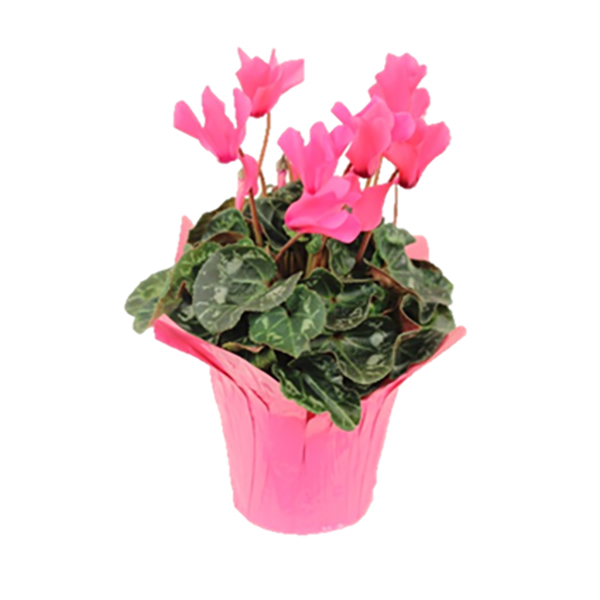 Cyclamen - 6in