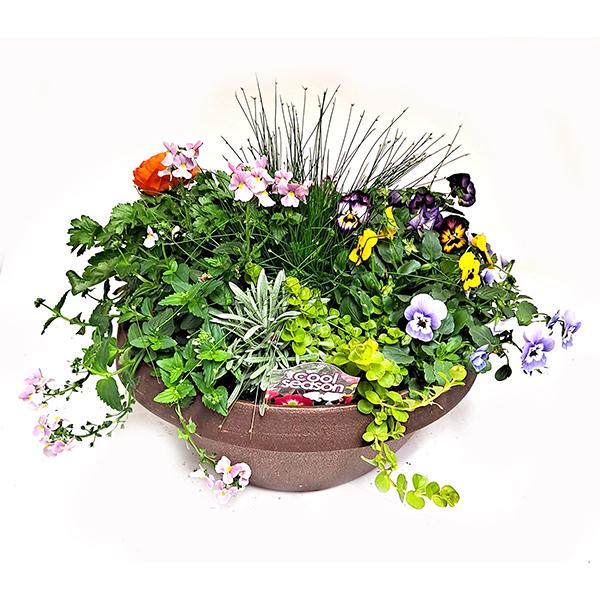 Cool Weather Flowering Low Bowl Planter