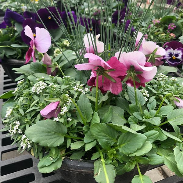 Colorful Pansy Alyssum Bowl