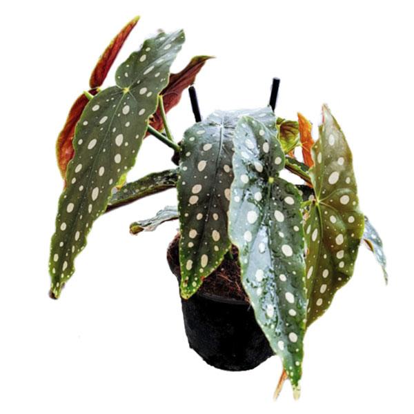 Begonia Maculata Variegata - 6in