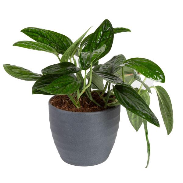 Philodendron Green Galaxy - 6in