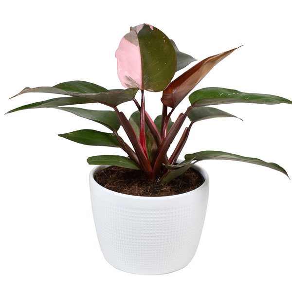 Philodendron Pink Princess - 6in