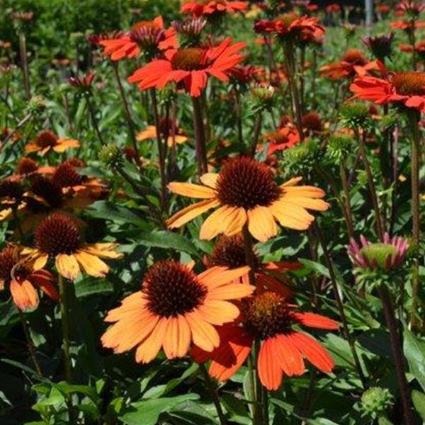 Echinacea Kismet Orange - 1c