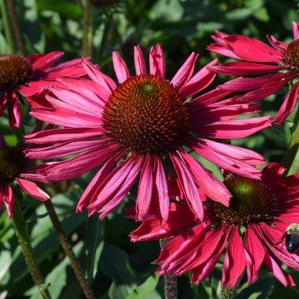 Echinacea Kismet Raspberry - 1c