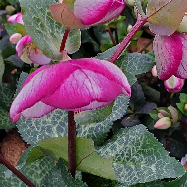 Helleborus Glenda's Gloss - 1C